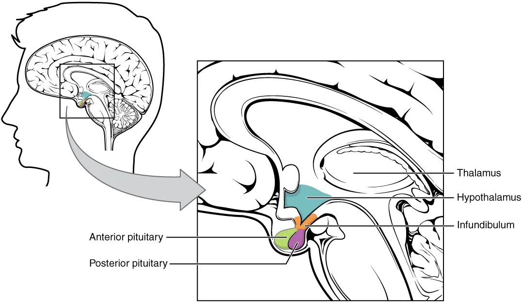 Sagittal view: hypothalamus above the pituitary, connected by the infundibulum. Anterior and posterior pituitary lobes are shown.